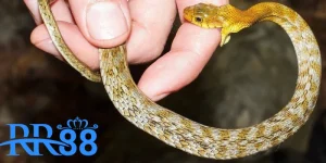 Giải mã giấc mơ bị rắn cắn cùng RR88