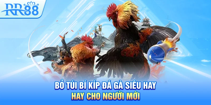 Bỏ túi bí kíp đá gà siêu hay cho người mới