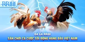 Đá Gà RR88 – Sân Chơi Cá Cược Sôi Động Hàng Đầu Việt Nam