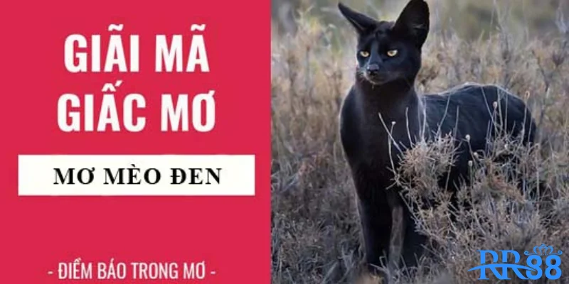 Mơ Thấy Mèo Đen Báo Hiệu Điều Giải Mã Sổ Mơ Cùng RR88 2 Mộng thấy mèo đen và ý nghĩa thật sự