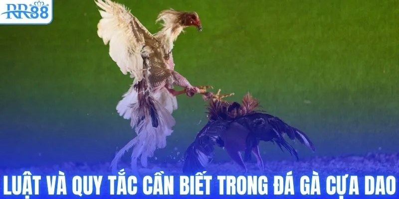 Đá Gà Cựa Dao | Tổng Hợp Kinh Nghiệm Cược Bất Bại Từ RR88 2 Luật và quy tắc cần biết trong đá gà cựa dao