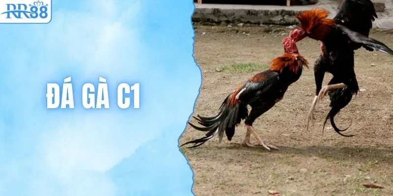 Trực Tiếp Đá Gà C1 Tại RR88 Với Kèo Cược Bùng Nổ 1 Trực Tiếp Đá Gà C1 Tại RR88 Với Kèo Cược Bùng Nổ