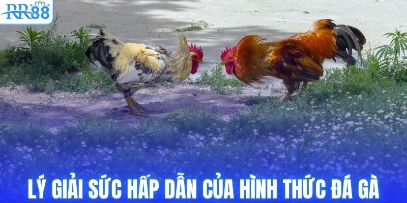 Đá Gà Thomo - Luật & Cách Xuống Tiền Bất Bại Từ RR88 4 Lý giải sức hấp dẫn của hình thức đá gà Thomo