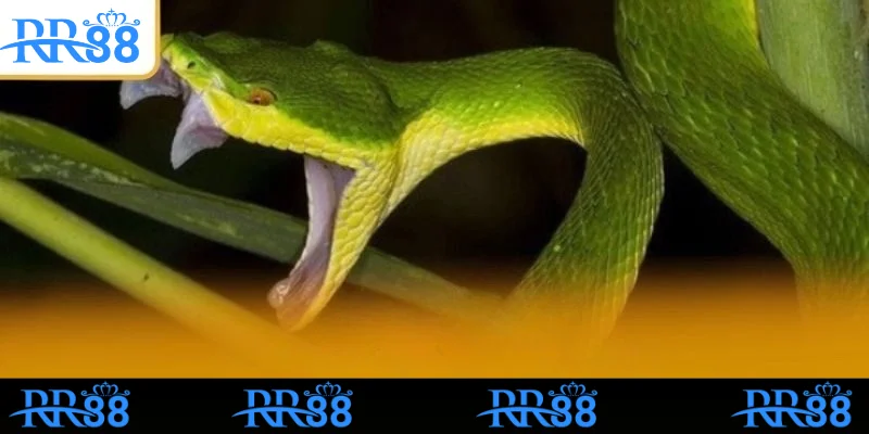 Mơ Thấy Rắn Có Đáng Lo Không? Đánh Số Gì Dễ Trúng Tại RR88 3 Nằm mơ thấy rắn bị giết là dấu hiệu của sự không may mắn
