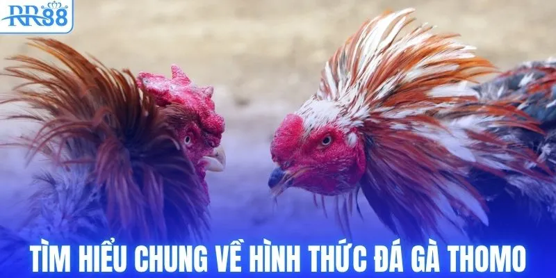 Đá Gà Thomo - Luật & Cách Xuống Tiền Bất Bại Từ RR88 2 Tìm hiểu chung về hình thức đá gà Thomo