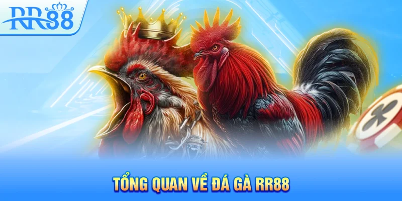Tổng quan về đá gà RR88